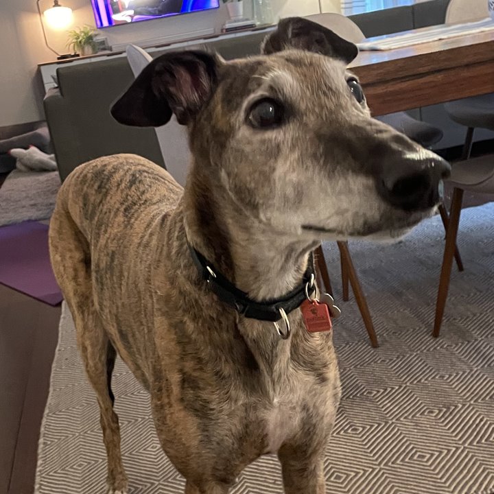 Juan, a brindle greyhound